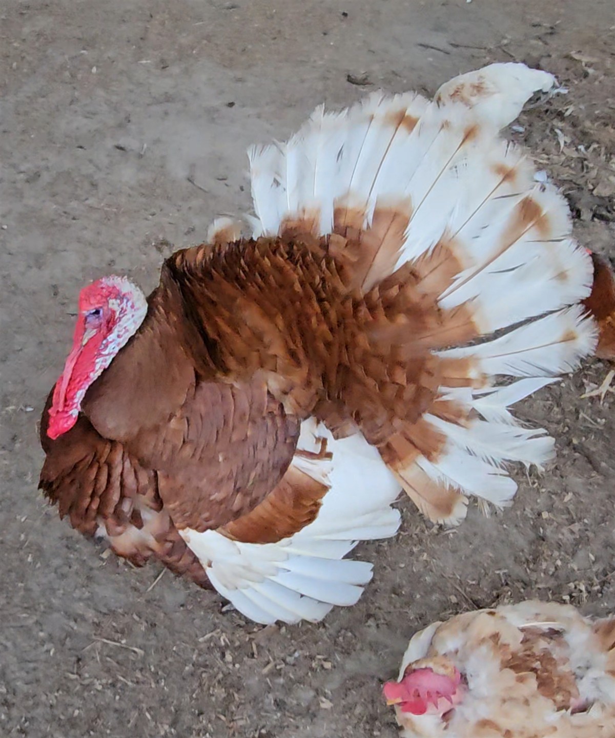 Our Bourbon Red tom puffed out with his tail feathers fully fanned